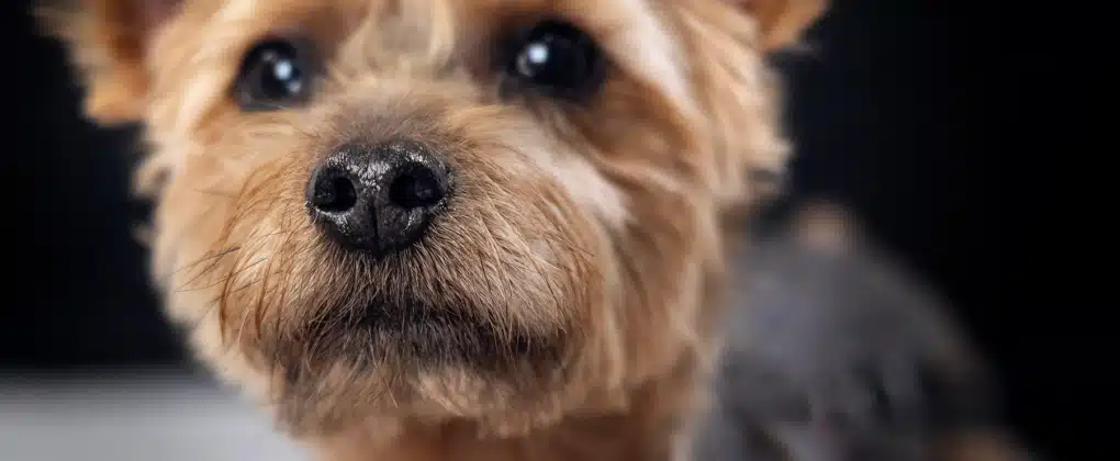 Roxie the Yorkie.