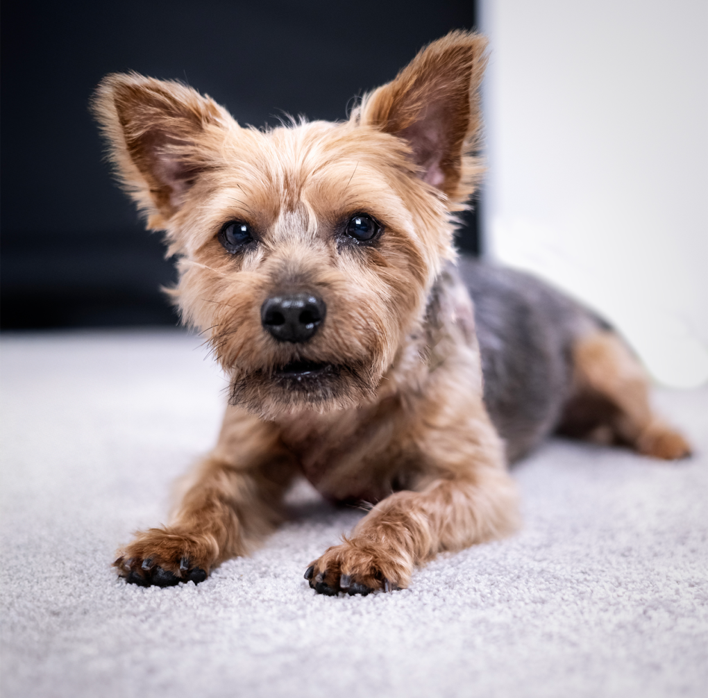 Roxie the Yorkie.