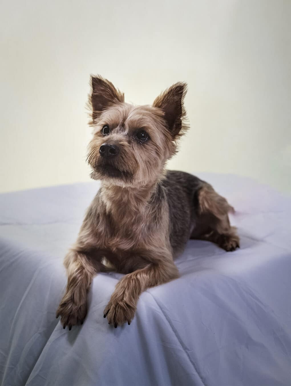 Roxie the Yorkie. Roxie the Yorkie.