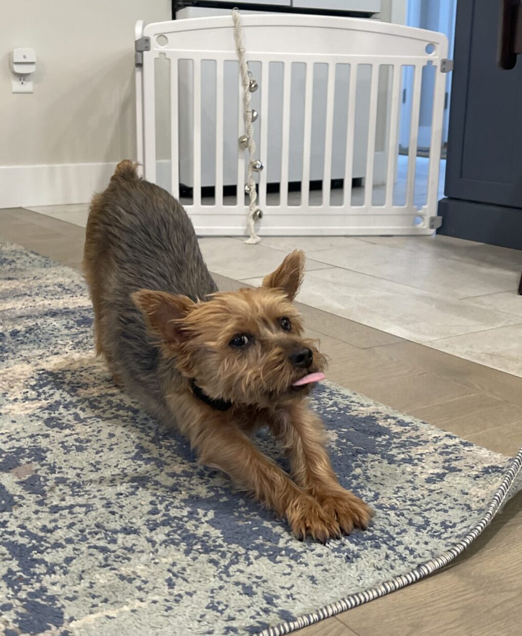 Roxie the Yorkie Roxie the Yorkie